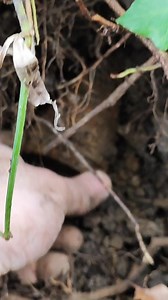 2.4K views · 376 reactions | On the trail of the World War 2 | Italy Hunters Metal detecting | Facebook