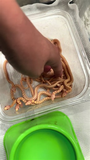 Working with veeery few collective brain cells here 🐍 #snakes #animals #pets They’ve grown since this video heehee, but I’ll have them with me at @NARBC Dallas THIS WEEKEND march 7-8 2026! 🥰