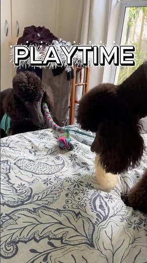 Poodle playtime -those eyes who can resist!