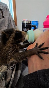 32K views · 683 reactions | Non ce n'est pas du grunge. Ce n'est pas non plus du heavy métal ou du country. Encore moins de l'opéra ou du classique. Cette musique c'est du "Raccoon" Style très à la mode au printemps. Ça tape sur les nerfs à la longue mais on s'y habitue. Vous aimez et voulez écouter ce nouveau genre? Venez biberonner à La tanière des p'tits rusés. Parce que nous avons la faune à cœur ❤️ | Jean-Yves Lemay | Facebook