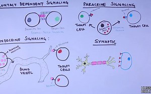 细胞信号传导！Intercellular Signalling | Cell to Cell Communication