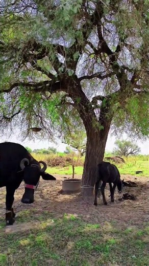 Desert Birds Sound 💯 Natural 🔊 #birds #nature