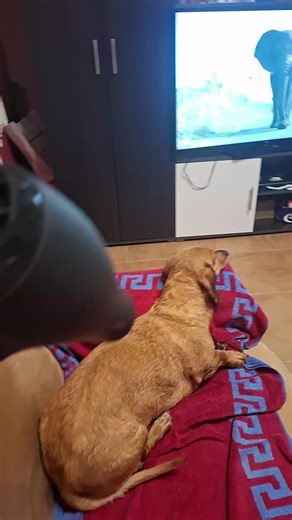 Šugica (@bmwdarko)’s videos with The Chicken Song (Tchip Tchip) - The Dancing Chickens