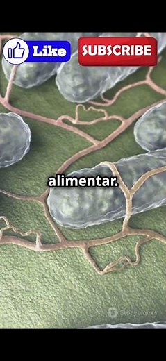 Salmonela:O que é?Como evitar e tratá-la.