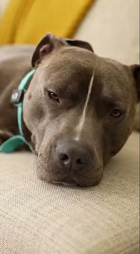 The Bully Sleeps Through the Ultimate Chihuahua Tantrum