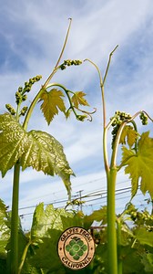 1.3K views · 23 reactions | Throughout the two California table grape...