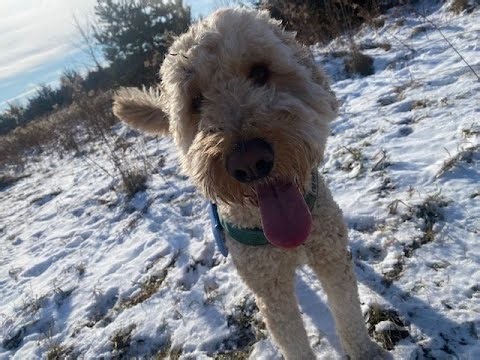 Dog Park Shenanigans