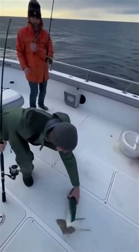 White Eagle Drops a Fish as a “Gift” to Fishermen #wildlife #viral #animalencounter