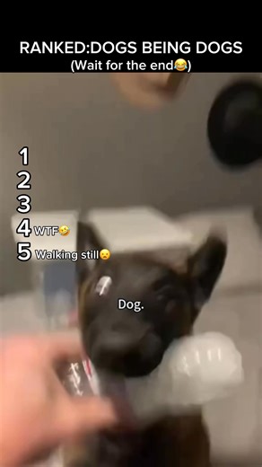 Dogs just being…dogs From the funniest fails to the most random moments-these pups never fail to make us laught! If this made you smile, subscribe and like so your dog lives 10 years longer #dogs #funnydogs #dogcompilation #dogvideos #dogshorts #doglovers | Dog Moments Clips