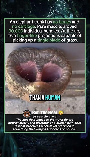 The Most Precise Tool in Nature Has No Skeleton Inside It