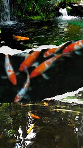 The Ultima II Aqua Filter, an ultraviolet pond filter, is available in four standard models suitable for ponds from 1,000 to 20,000 gallons capacity, takes only minutes to backwash, and can handle heavy fish and feed loads. Equipped with ‘cyclonic’ backwashing, Ultima II features Bio-Tube Aqua Media. These media are of tubular design, which aims to protect bacteria while dislodging unwanted debris. Also, lightweight in design for very high flow rates. #BioMechanicalFilter #FiltrationTechnology #