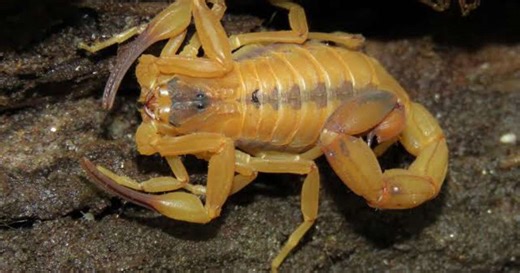 Escorpião-amarelo-do-Nordeste é encontrado pela primeira vez em Porto Alegre