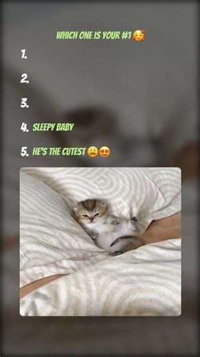 Top 5 Cats That Made Millions Stop Scrolling 🛑🐱