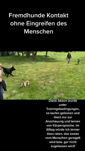 1.5K views | Bitte regelt solche Sachen im Alltag selber und lasst es Licht in jeder Situation die Hunde klären. #hundewissen #fy #hund #hef #hundeeinfachführen # #kontrollverhalten #hundetraining #lindasikorski #hunde #hundeschuleost | Mary Bush | Facebook
