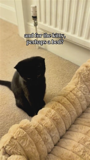 Funny Cat's Unexpected Love for a Bed