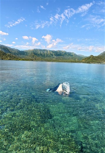 Manta Ray Watching in Perfect Hawaiian Conditions