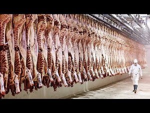Cowhide Making Process | Cowhide Tanning Process | How Cowhide Is Made In Factory