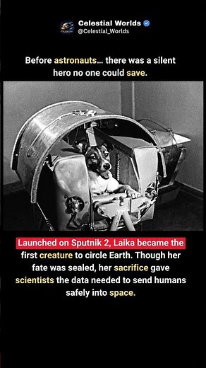 Laika: The Dog Who Became the First Astronaut 🐕🚀 #trending #viral #shorts #space #planet #moon #nasa