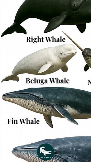 Beluga Whale: The Ocean’s White Phantom 🐋✨