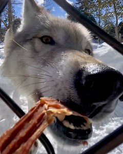 3.6M views · 10K reactions | They are just giant puppies!   | Furry Tails | Facebook