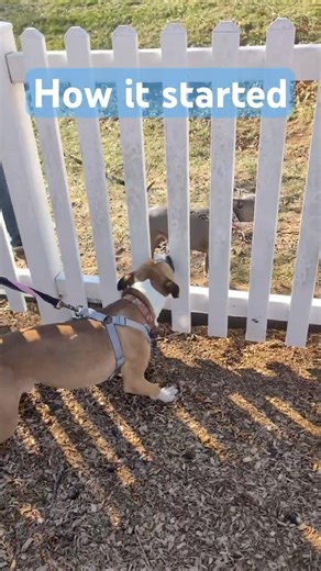 Dog introductions setup for success #dogtraining #dogs #rescuedog