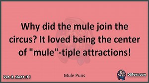 Mule - Jokes, Puns, Wordplays, and Laughter