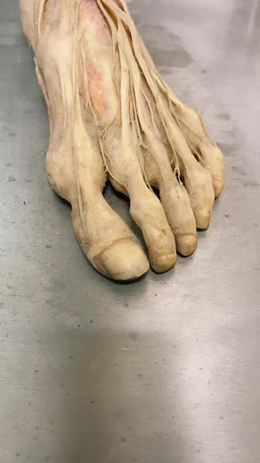 Anatomía de la Biomecánica: Un Vistazo Profundo