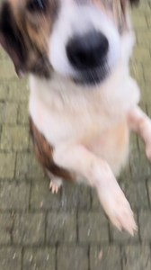 L’adorable petite Beba est arrivée ♥️♥️ cette gentille demoiselle a tout pour elle😉 De taille moyenne, _ 5 ans, stérilisée, ok chiens et enfants. Beba est douce, mignonne et très sage . Elle cherche une famille présente est surtout patiente. Qui lui laissera le temps de faire la transition entre sa difficile vie d’avant en Serbie et sa vie future ici en Belgique. Beba est adorable mais ne sera peut-être pas immédiatement parfaite. Nous lui cherchons une famille remplie de tendresse | Dogs and C
