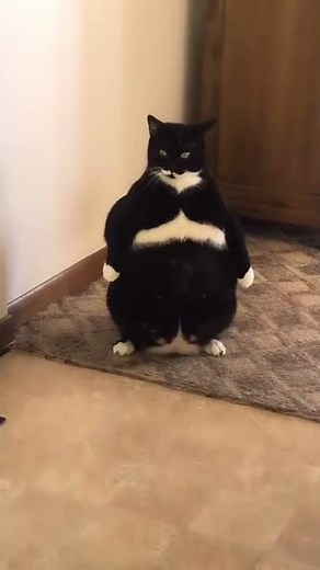 Cat Seems Oddly Comfortable Standing Upright || ViralHog