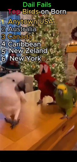 🦜🕺 Top Birds Dancing to Born to Be Alive — Nature's Best Dance Moves!