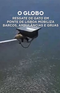 Equipes de Intervenção e Resgate Animal (IRA) salvaram nesta terça-feira um gato que estava preso no ponto mais alto da Ponte Vasco da Gama, em Lisboa, Portugal. Os profissionais chegaram após receber a denúncia de que havia um animal com “risco imediato de vida”. Ele passa bem e agora aguarda adoção. | O Globo