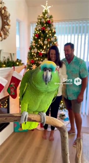 Bubbles The Talking Green Amazon Parrot Farts In Front Of Owners At Home In Florida. #soraai #funny