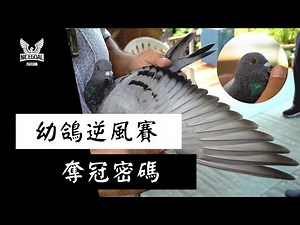 【賽鴿日常】幼鴿逆風賽，奪冠密碼｜耐翔購