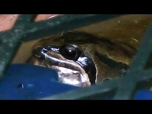 Australian Striped Marsh Frog, Sydney.