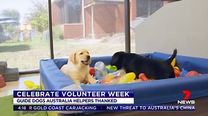 It is not just humans who have been forced to change the way they live and work, Guide Dogs Australia has been forced to close its training facility. Instead, they are relying on an army of volunteers to implement strict protocols. www.7NEWS.com.au #GuideDogs #7NEWS | 7NEWS Sydney