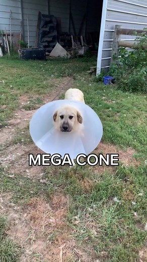 Virgil and the Mega Cone - Cone of Shame Dog Video