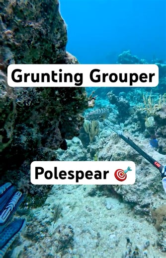Polespearing Tiger Grouper - Bahamas Reef Hunt