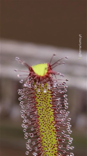 Nature in action 🌿 🪰 The Cape sundew is a carnivorous plant that feeds on insects. Its leaves glisten with sticky droplets that trap unsuspecting prey. Once an insect is caught, the leaf gradually curls inward over several hours to digest its meal. #EarthCapture by @terrariums.yt . . . . #CarnivorousPlant #CapeSundew #Insects | BBC Earth