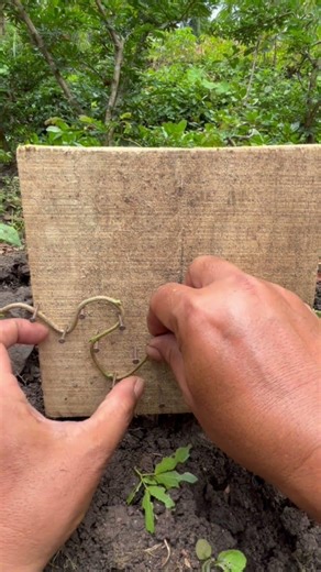 Tehnik simple program bonsai meliuk #bonsai#bonsaitree#shortsvideo