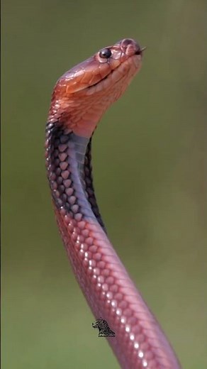 Red Spitting Cobra – The Fiery Serpent 🐍🔥