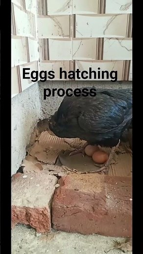 Eggs hatching process #birds #roosterfarm #aseel #wonderful