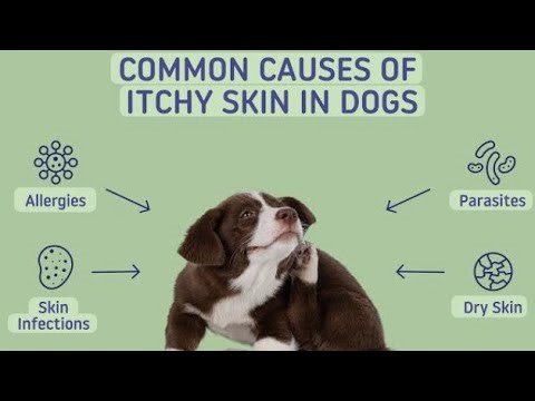 Dog skin Allergy /Dog Eczema/Itching in dogs/Severe pruritis in dogs /Are dog skin allergy even real