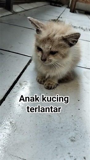 anak kucing terlantar