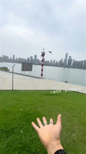 I’ll Race You to the Couch! 🚀 #SugarGlider #CuteAnimals #PetRace