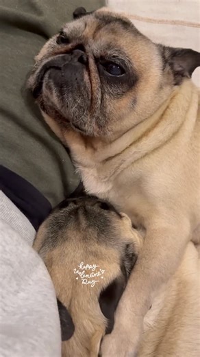 Axel F on Instagram: "What do you think? Is this love between them stronger every day? 🥹"