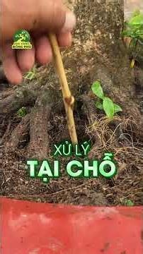 PHẢI LÀM GÌ KHI CÂY SỤP PHÂN GIAI ĐOẠN CÓ ĐỌT NON?