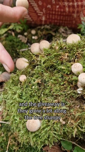 Identification of edible stump puffball #puffball #ediblemushrooms | Charnwood Foraging | Facebook