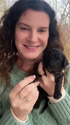 Meet Rose! A Cute Black Coated Cavapoo