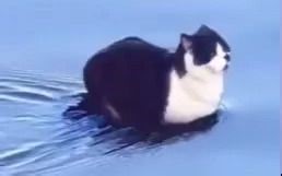 Cat sitting on water meme