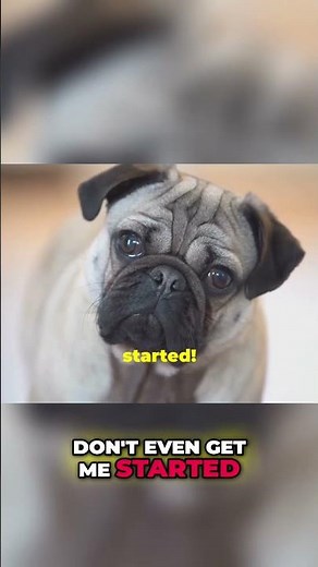 Pugs: The Irresistibly Cute Breed We All Love!